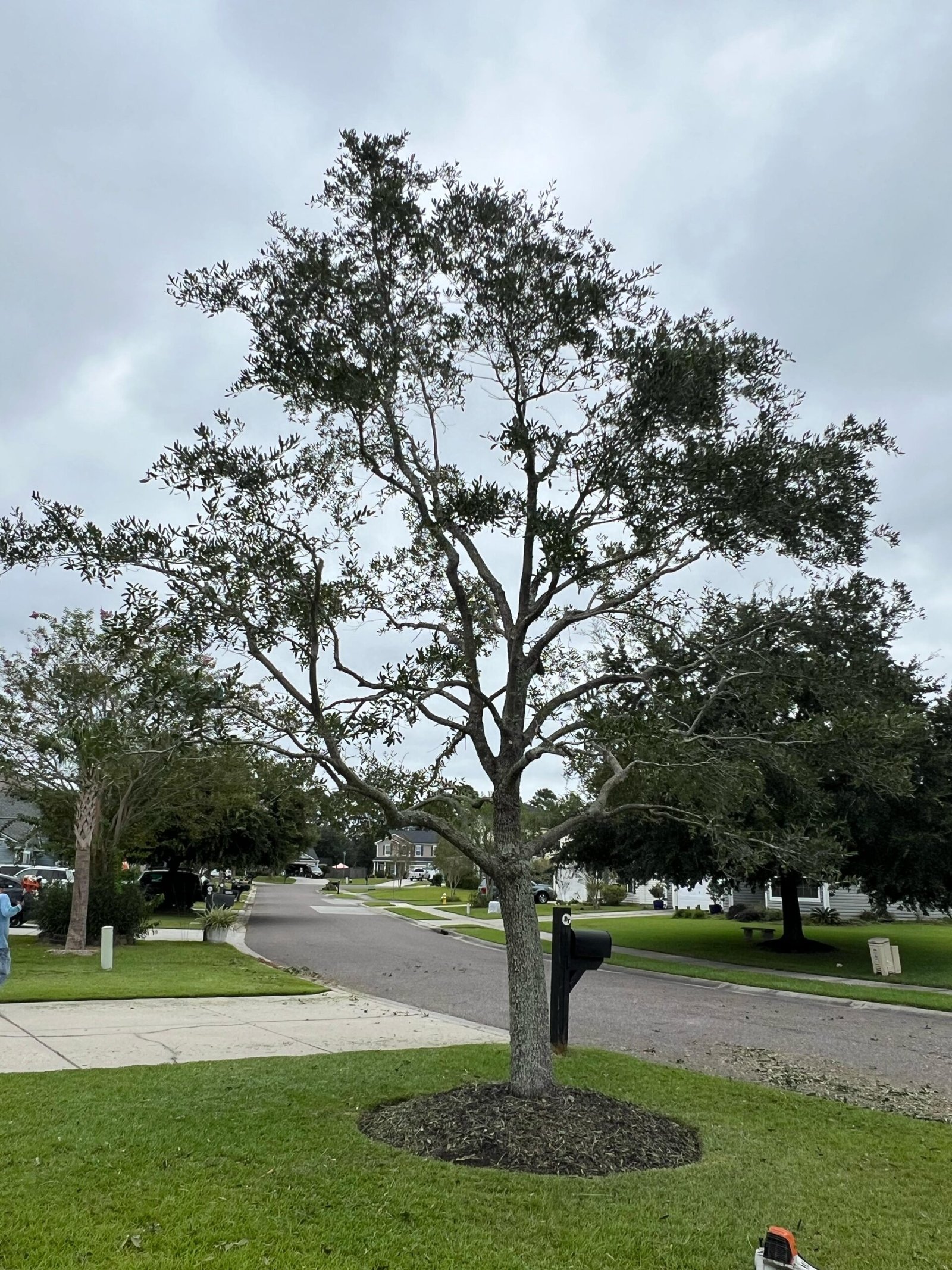 tree services in South Carolina