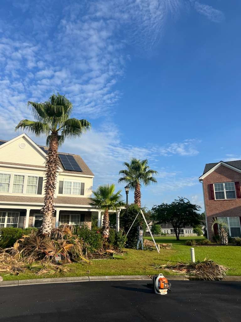 tree services in South Carolina