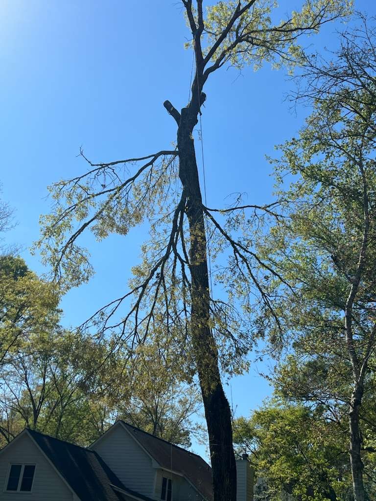 tree services in South Carolina
