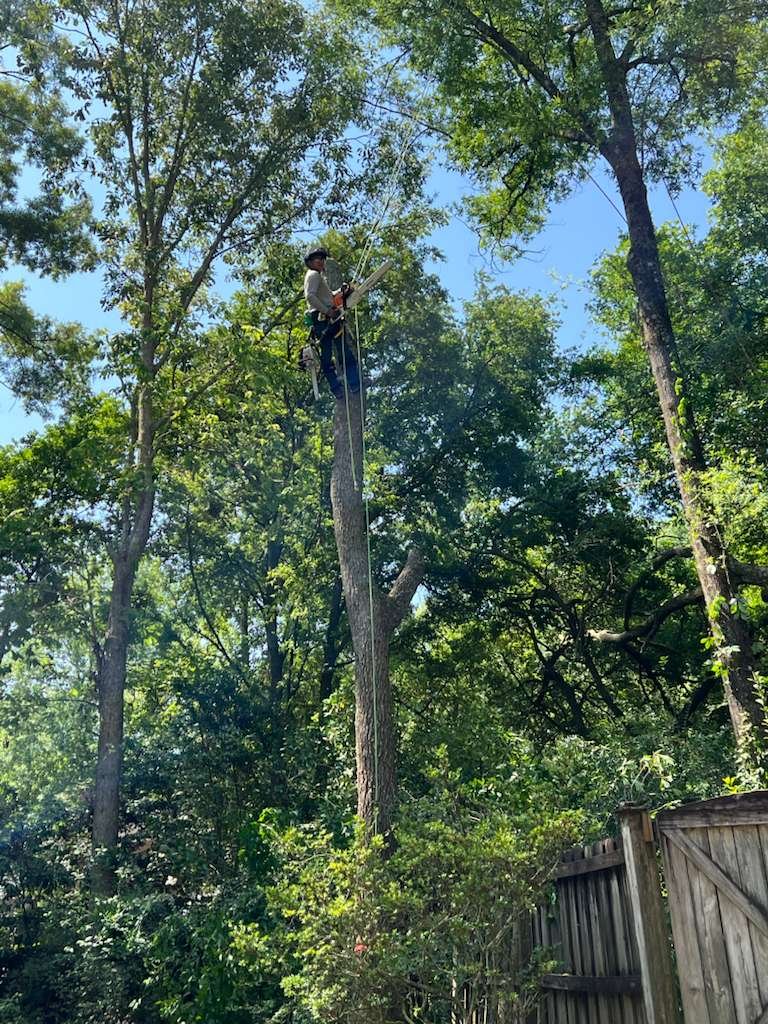 tree services in South Carolina