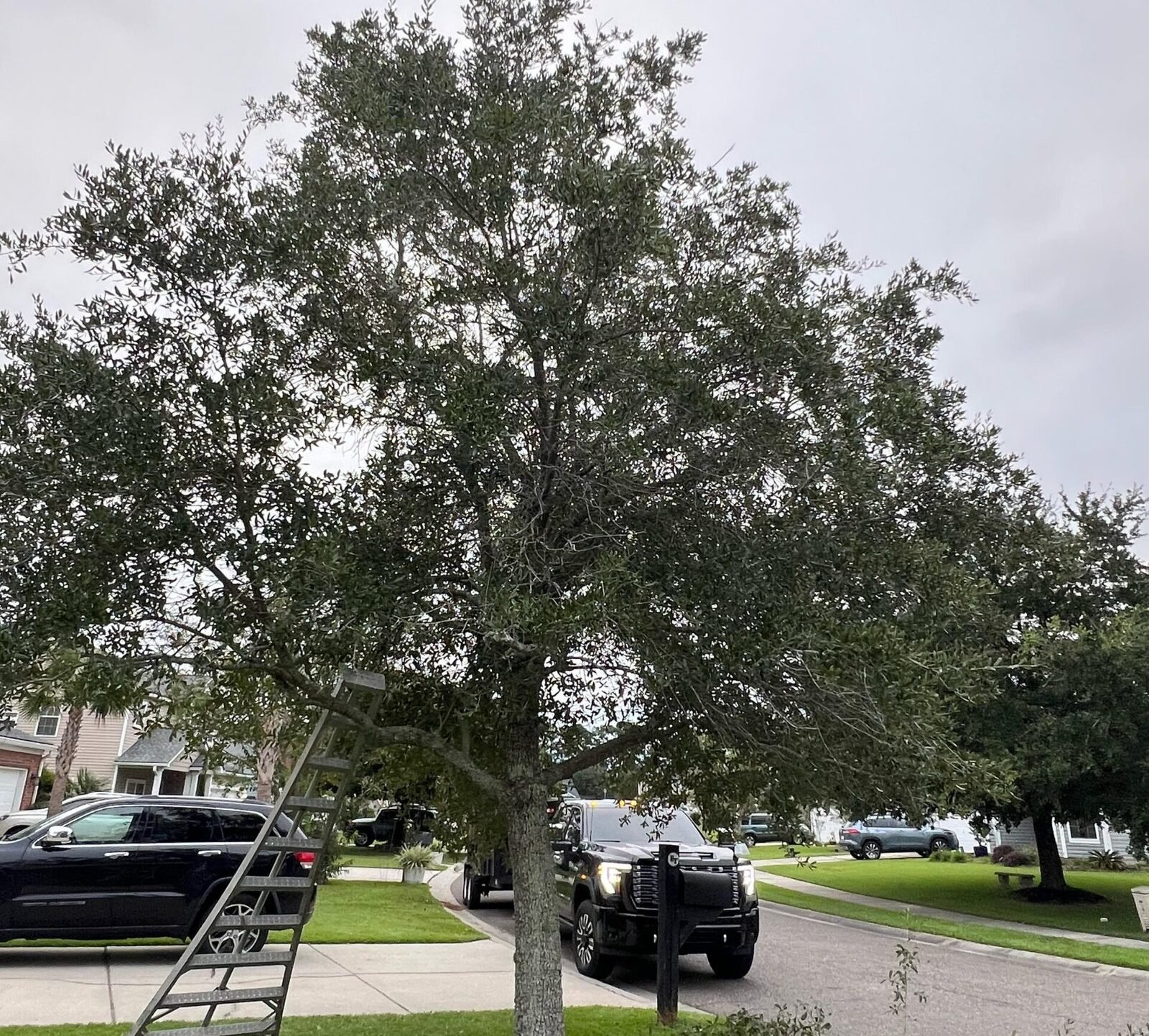 Tree Pruning and Trimming South Carolina — Professional Tree Shaping & Care 