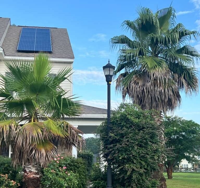 Professional Palm Trimming SC Services That Enhance Tree Health and Appearance